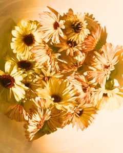 Bunches of calendula yellow cream flowers