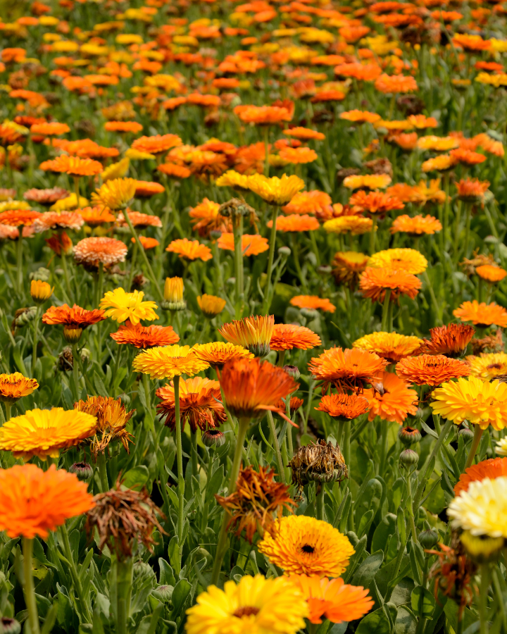 Orange and yellow calendula flowers in a field.