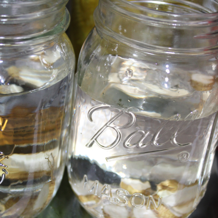 cold infusion of marsh mallow root in a mason jar in the fridge