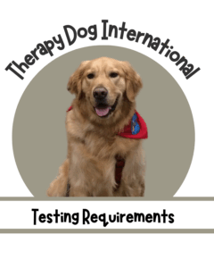 cute golden retriever with the red scarf of therapy dog international