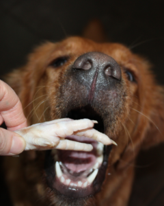 dog eatin a chicken feet